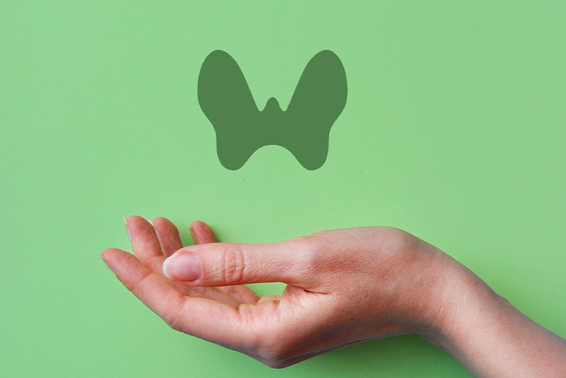How Thyroid Works